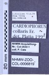 Etiketten zu Cardiophorus collaris (Erichson, 1840) (NHMW-ZOO-COL-0006819)